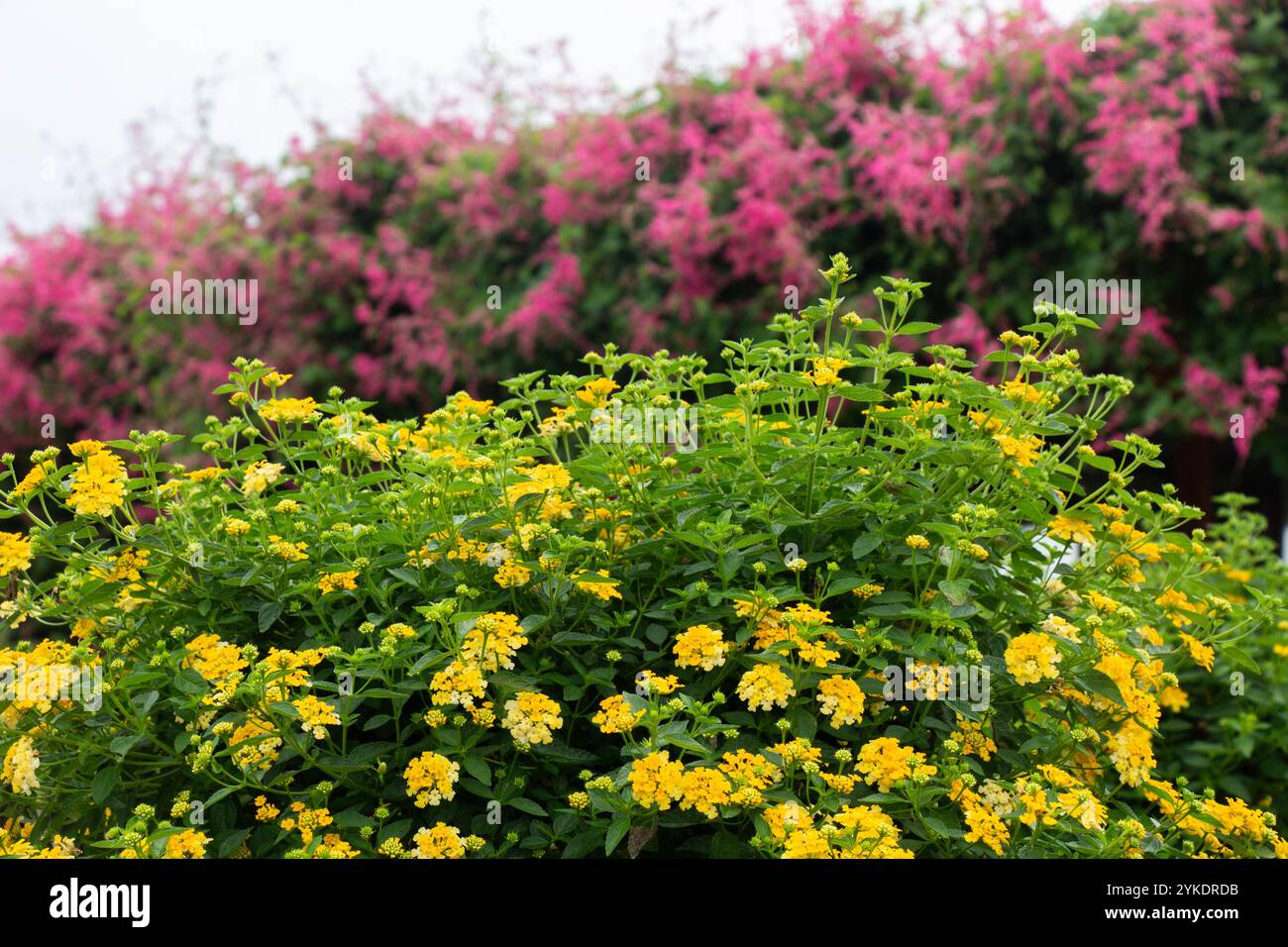 fiori di lantana gialli e rosa nel giardino all'aperto Foto Stock
