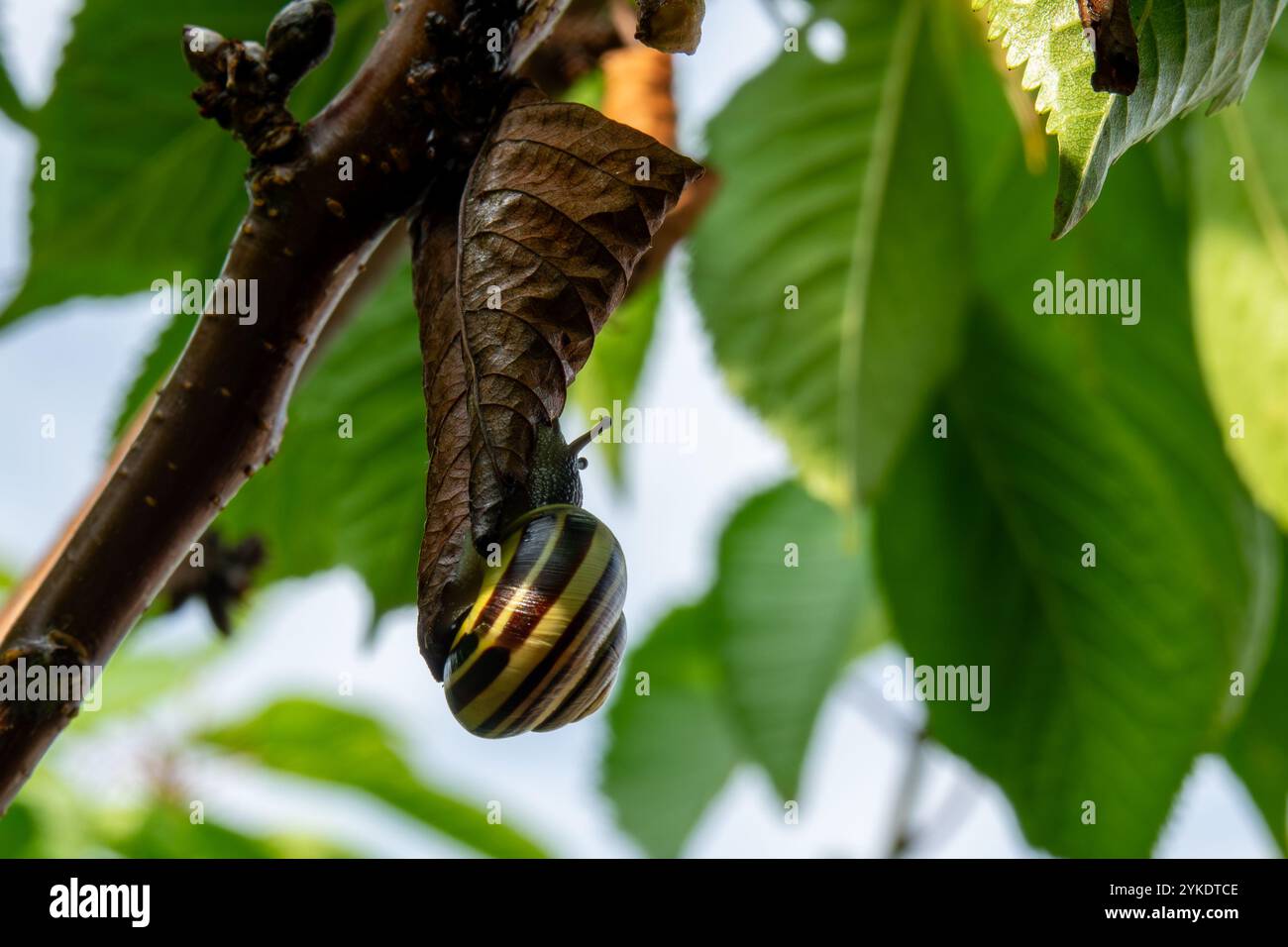 La lumaca scivola lungo una foglia, mostrando la sua esclusiva conchiglia a righe sullo sfondo di verde fogliame in un giardino soleggiato. Foto Stock
