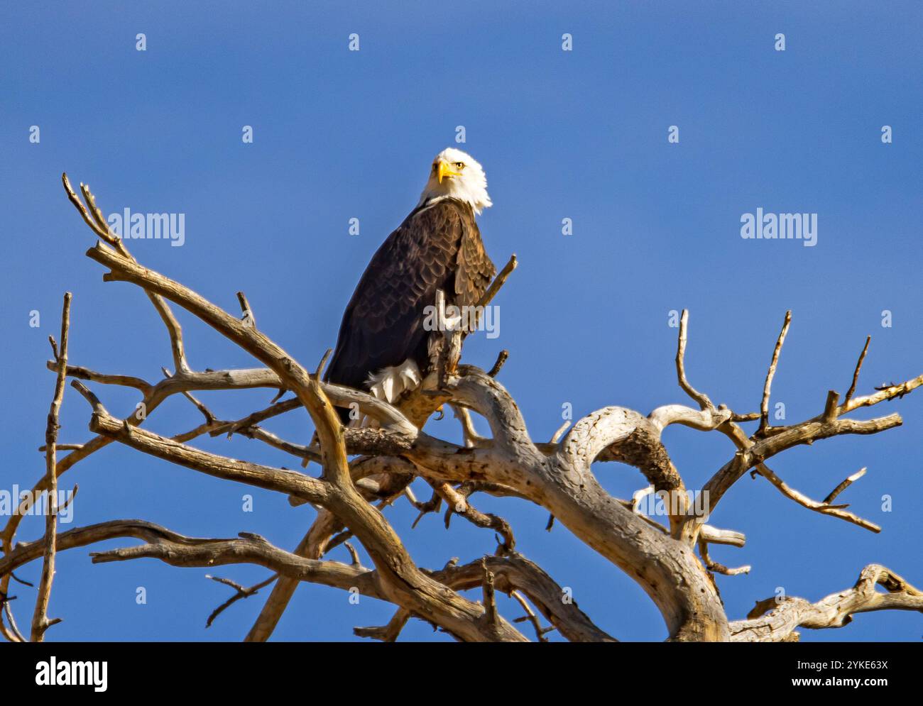 Una maestosa aquila calva (Haliaeetus leucocephalus) si trova in cima a un albero a Bryce Canyon City, Garfield County, Utah, USA. Foto Stock