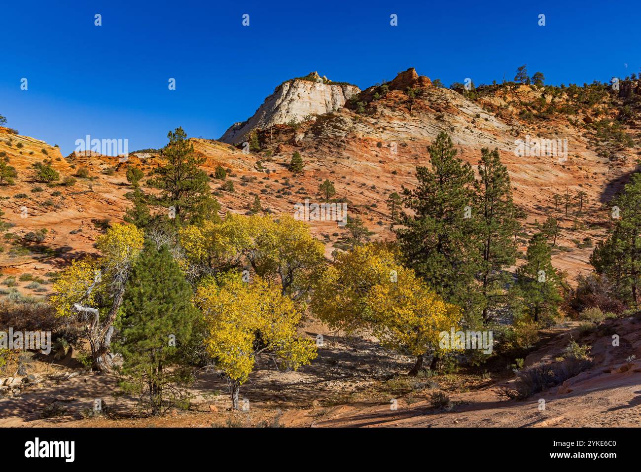 Una vista dei colori autunnali sugli alberi di cottonwood in un bagno lungo il monte Zion. Carmel Scenic Highway, lato est dello Zion National Park, Utah, Stati Uniti. Foto Stock