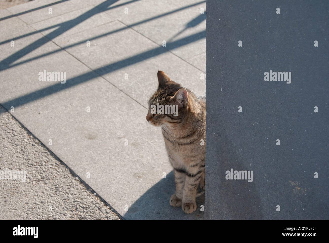 Un bellissimo gatto domestico seduto davanti ad un negozio, che guarda in alto e chiede cibo. Foto Stock