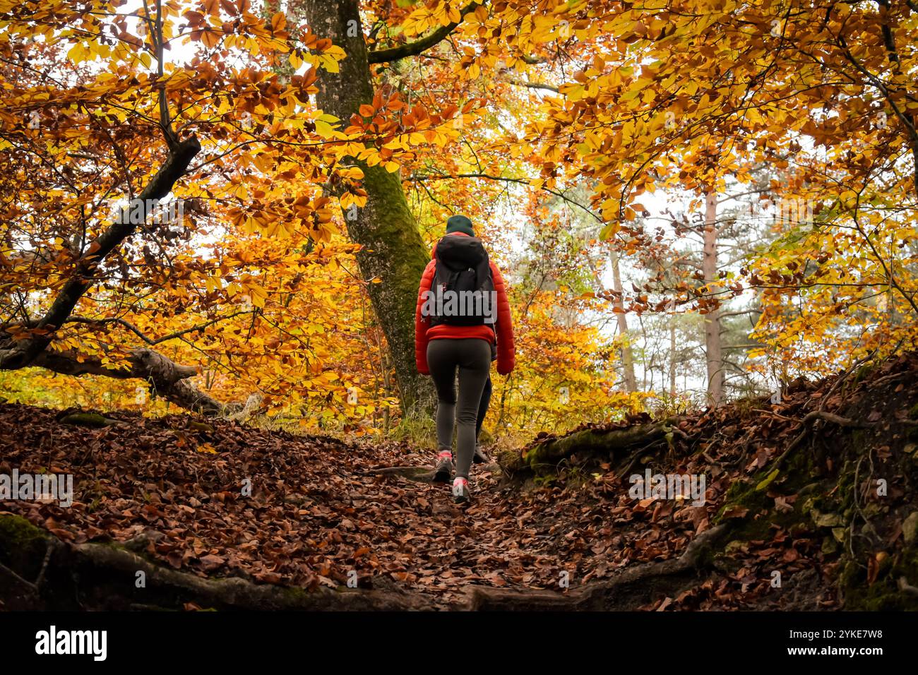 Vista su un escursionista nella foresta di Fontainebleau in autunno Foto Stock