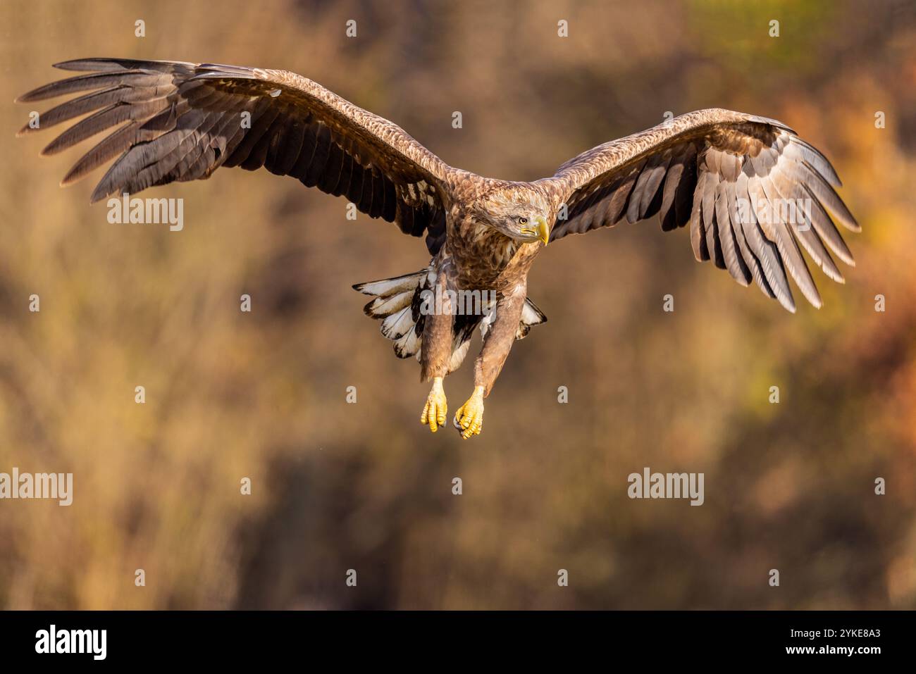 Aquila dalla coda bianca (Haliaeetus albicilla) in volo: Fotografia di fauna selvatica in Polonia Foto Stock