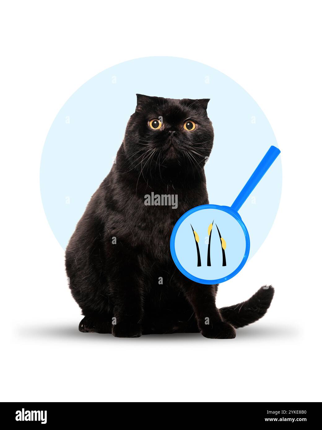Gatto nero con lente d'ingrandimento che mostra infezione fungina sui capelli, che rappresenta problemi di salute degli animali domestici. Arte concettuale contemporanea. Foto Stock