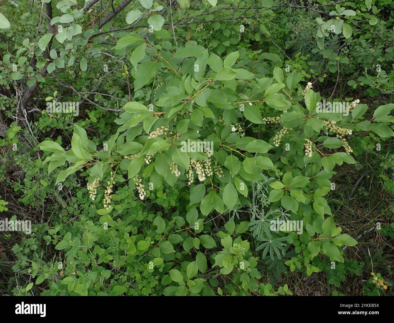 Ciliegia (Prunus virginiana) Foto Stock