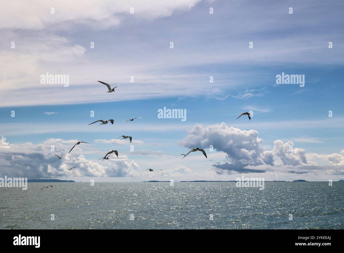 Gruppo di gabbiani che volano nel cielo tropicale sul mare, Thailandia Foto Stock