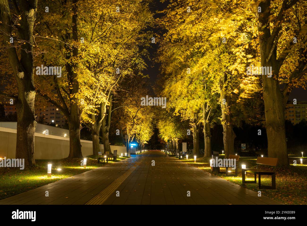 Linden avenue nel parco con illuminazione Foto Stock