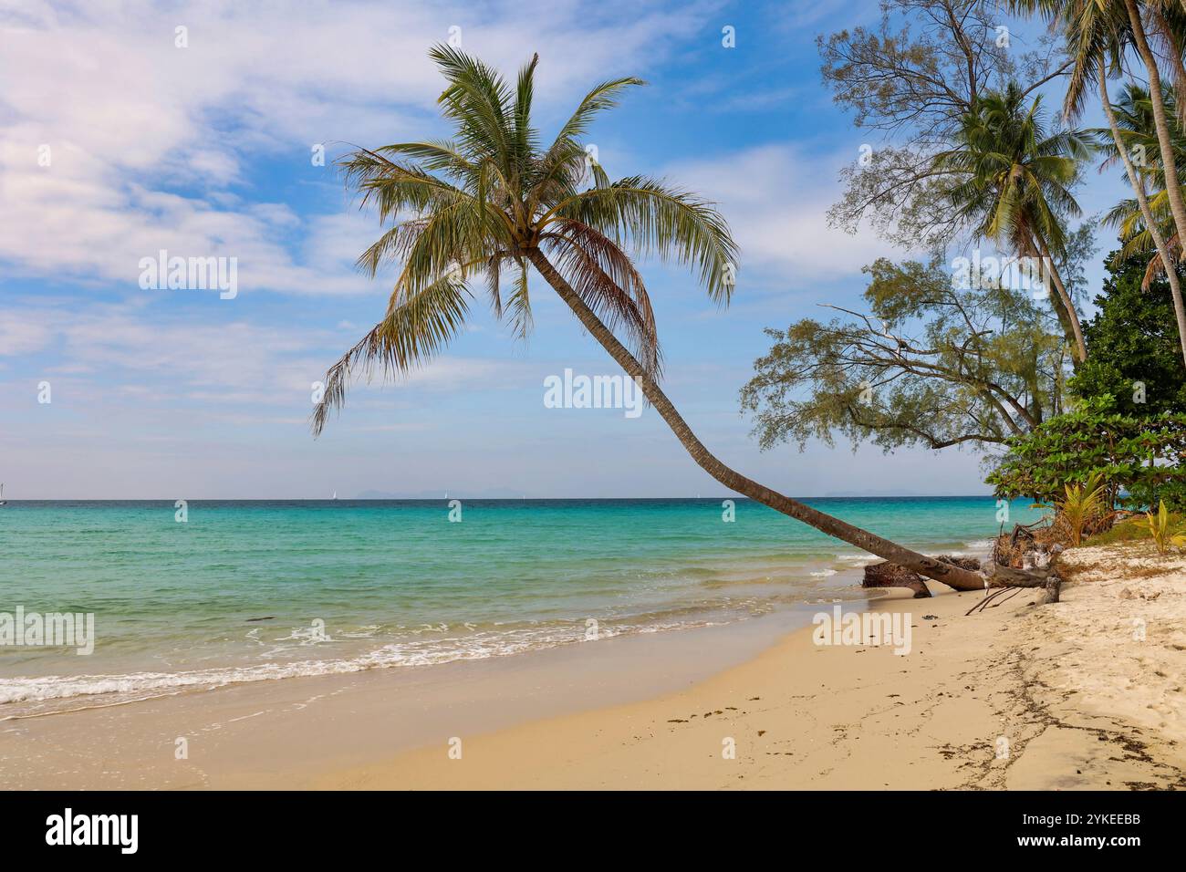 Spiaggia tropicale con palme adagiate verso il mare, Thailandia Foto Stock