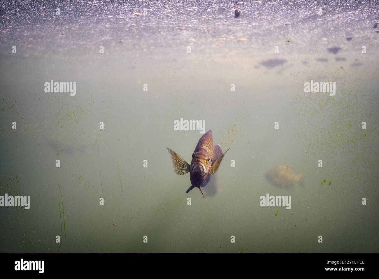 Crappie solitario in un grande serbatoio Foto Stock