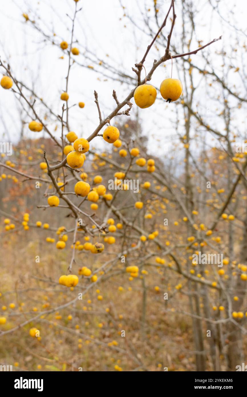 Hawthorne Tree durante l'autunno Foto Stock