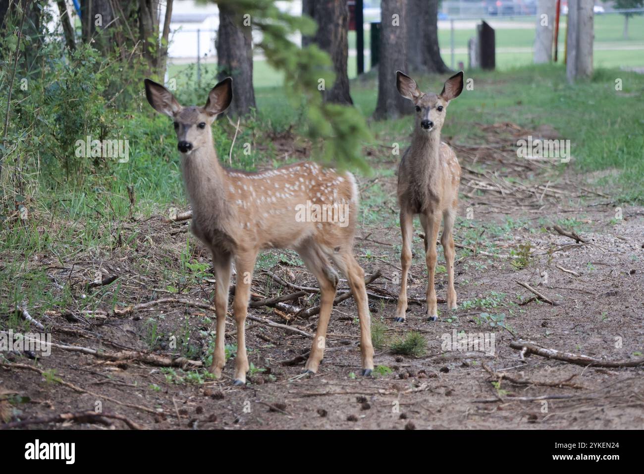 due fawn in estate Foto Stock
