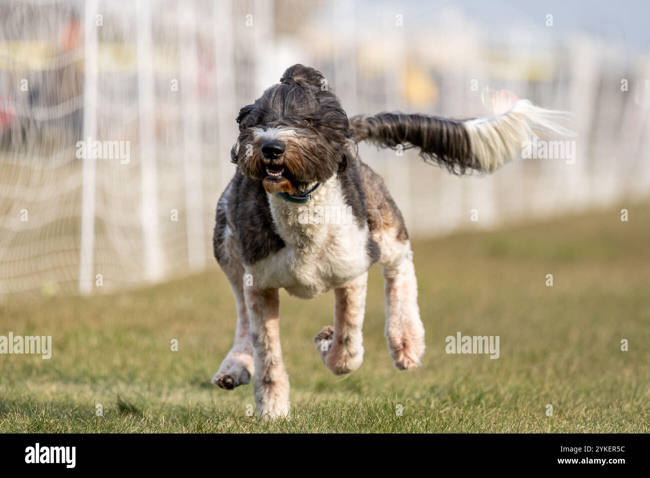 Sheepadoodle Poodle Mixed Breed Lure Course Sprint Dog Sport Foto Stock
