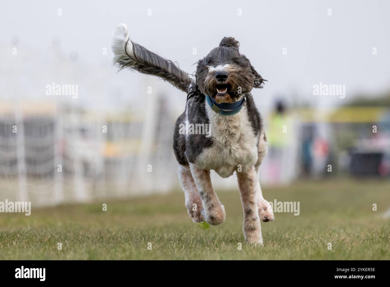 Sheepadoodle Poodle Mixed Breed Lure Course Sprint Dog Sport Foto Stock