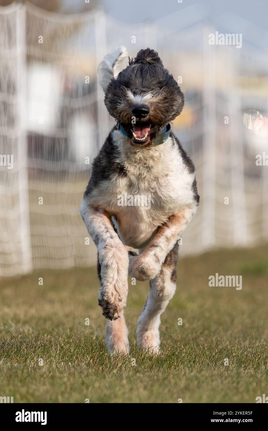 Sheepadoodle Poodle Mixed Breed Lure Course Sprint Dog Sport Foto Stock
