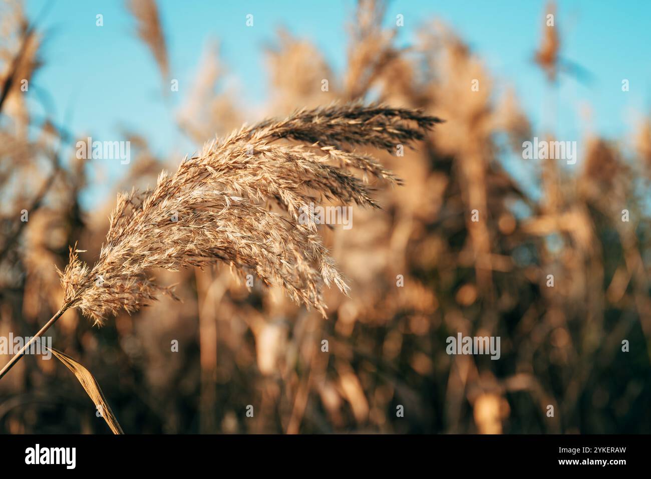 Erba di Pampas all'aperto, canne comuni o Phragmites australis in colori pastello chiari, messa a fuoco selettiva Foto Stock