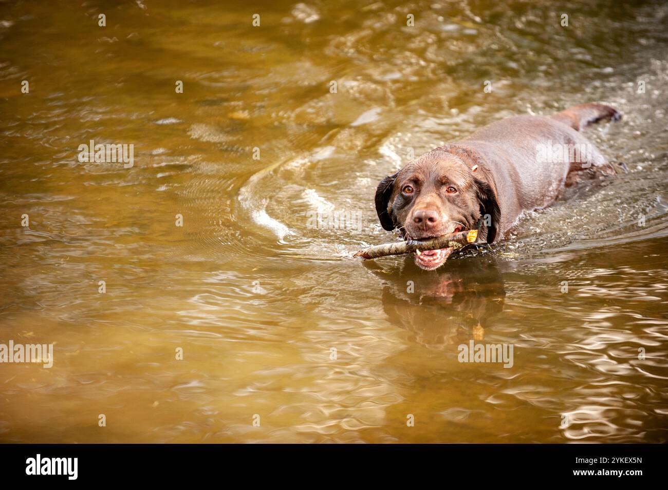 Un laboratorio nero con cui giocare in acqua. Foto Stock