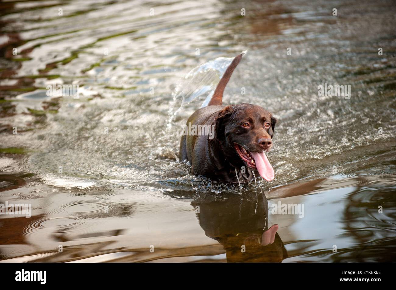 Un laboratorio nero con cui giocare in acqua. Foto Stock
