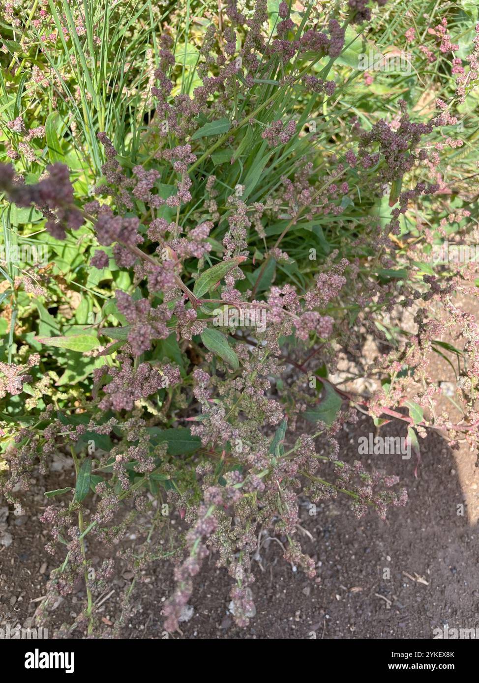 Saltbush strisciante (Atriplex prostrata) Foto Stock