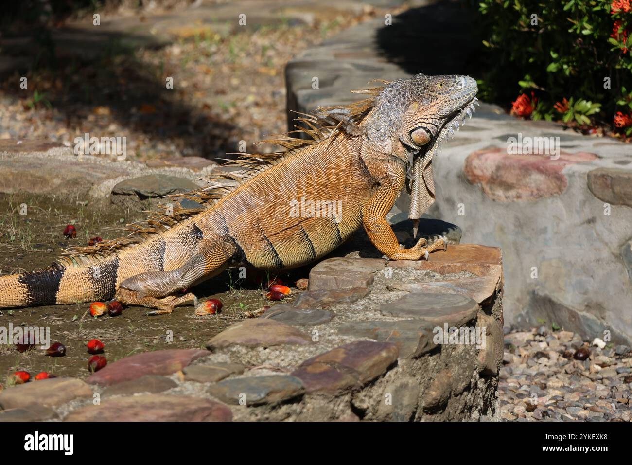 Grande iguana che riposa al sole tropicale Foto Stock