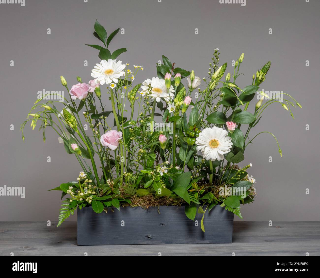 Rosa e bianco Eustoma, germini bianco e Ornithogalum disposti in un prato informale in una scatola di legno per vino dipinta di grigio scuro. Foto Stock