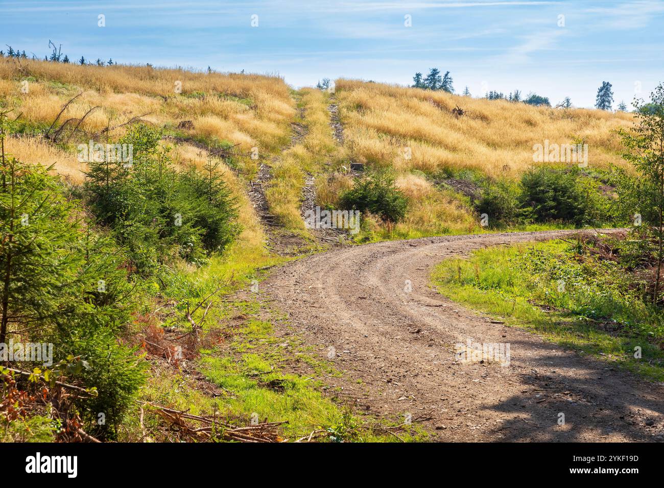 Paesaggio Der Harz parco nazionale, Germania. Foresta verde, tronchi impilati, prato aperto fiorito prato e sentieri per escursioni. Foto Stock