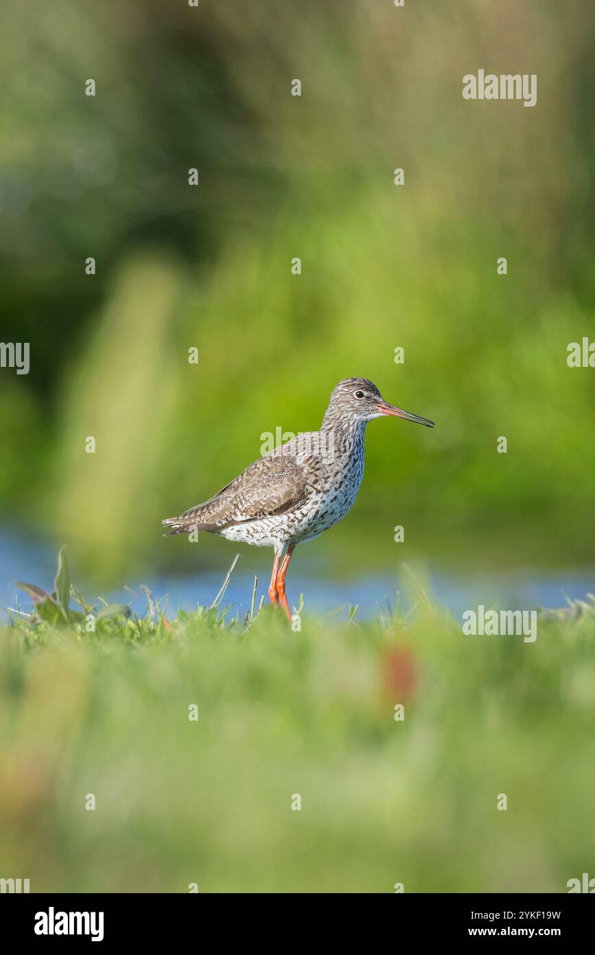 Il comune tringa totanus di gambo rosso che si ripete nei terreni agricoli. Questi uccelli da wader eurasiatici sono allevatori comuni nelle praterie agrarie dei Paesi Bassi. Foto Stock