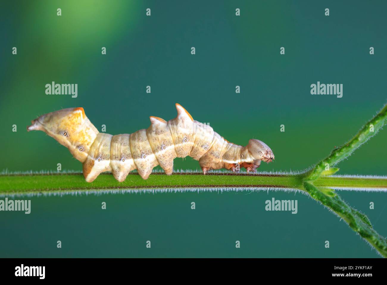 Primo piano di uno ziczac di Notodonta, il principale bruco di ciottoli, che strizza sulla vegetazione verde, Foto Stock