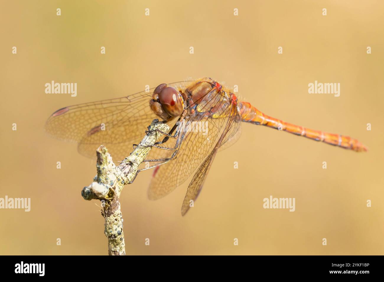 Vista di un Darter comune, Sympetrum striolatum, maschio con le ali spalmate sta asciugando le ali nella prima luce calda del sole. Foto Stock