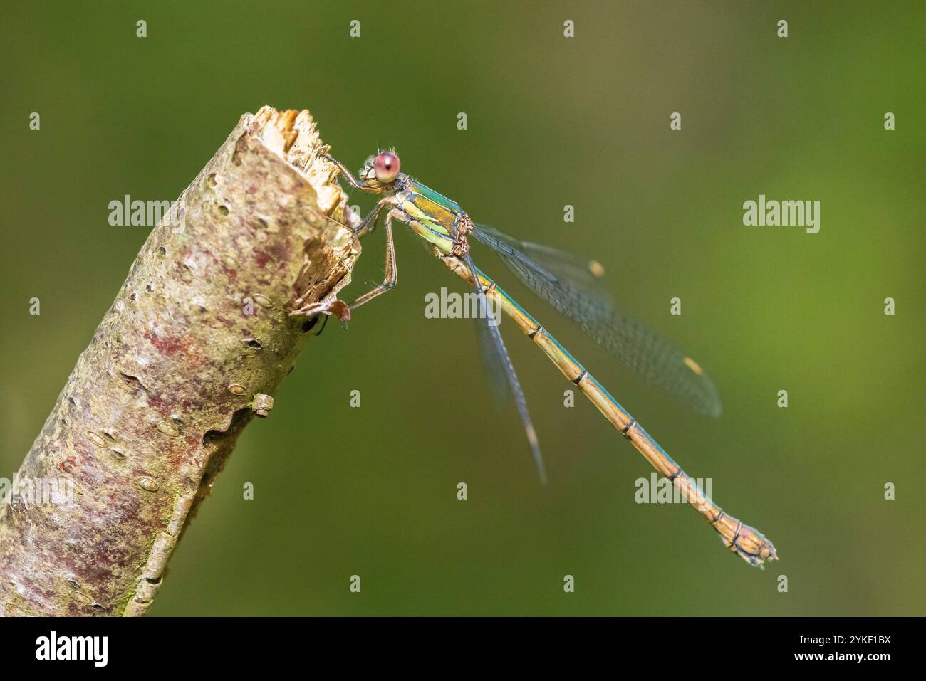 Dettaglio dettaglio di un western willow emerald damselfly, Chalcolestes viridis, insetto in appoggio al sole Foto Stock
