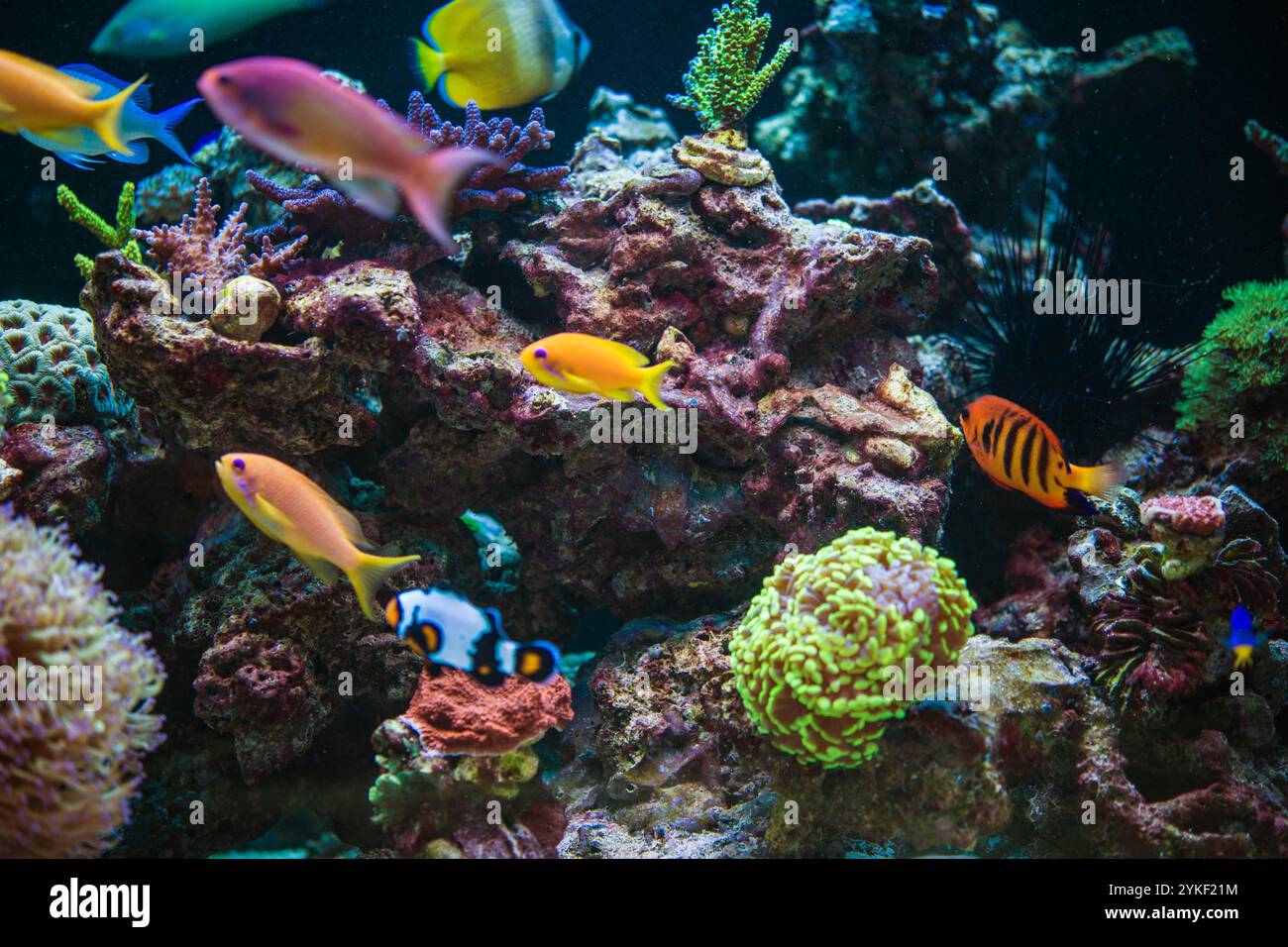 Una varietà di pesci tropicali nuotano graziosamente intorno a coralli colorati, mostrando un vivace ecosistema sottomarino in un ambiente acquario. Foto Stock