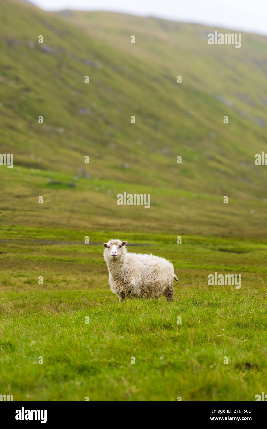 Una sola pecora felice in un pascolo verde di agricoltura biologica produzione sostenibile di lana e cura e benessere degli animali l'ambiente rispetta i viaggi Foto Stock