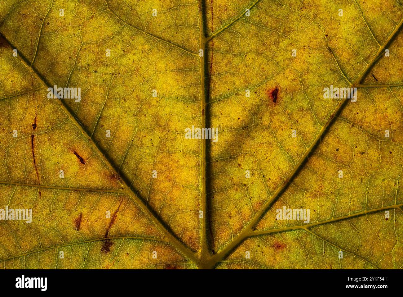 Questa immagine cattura gli intricati dettagli e texture di una foglia d'autunno gialla, mostrando le sue vene fini e i motivi naturali della macro prospettiva Foto Stock