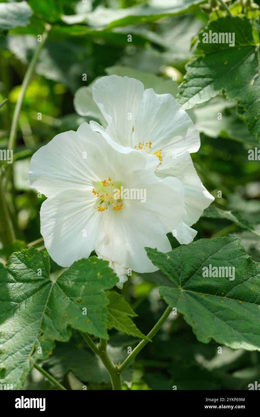 Corynabutilon x Suntense Gorer's White, abutilon Gorer's White, fiori bianchi, spicchi di stami arancioni. Foto Stock