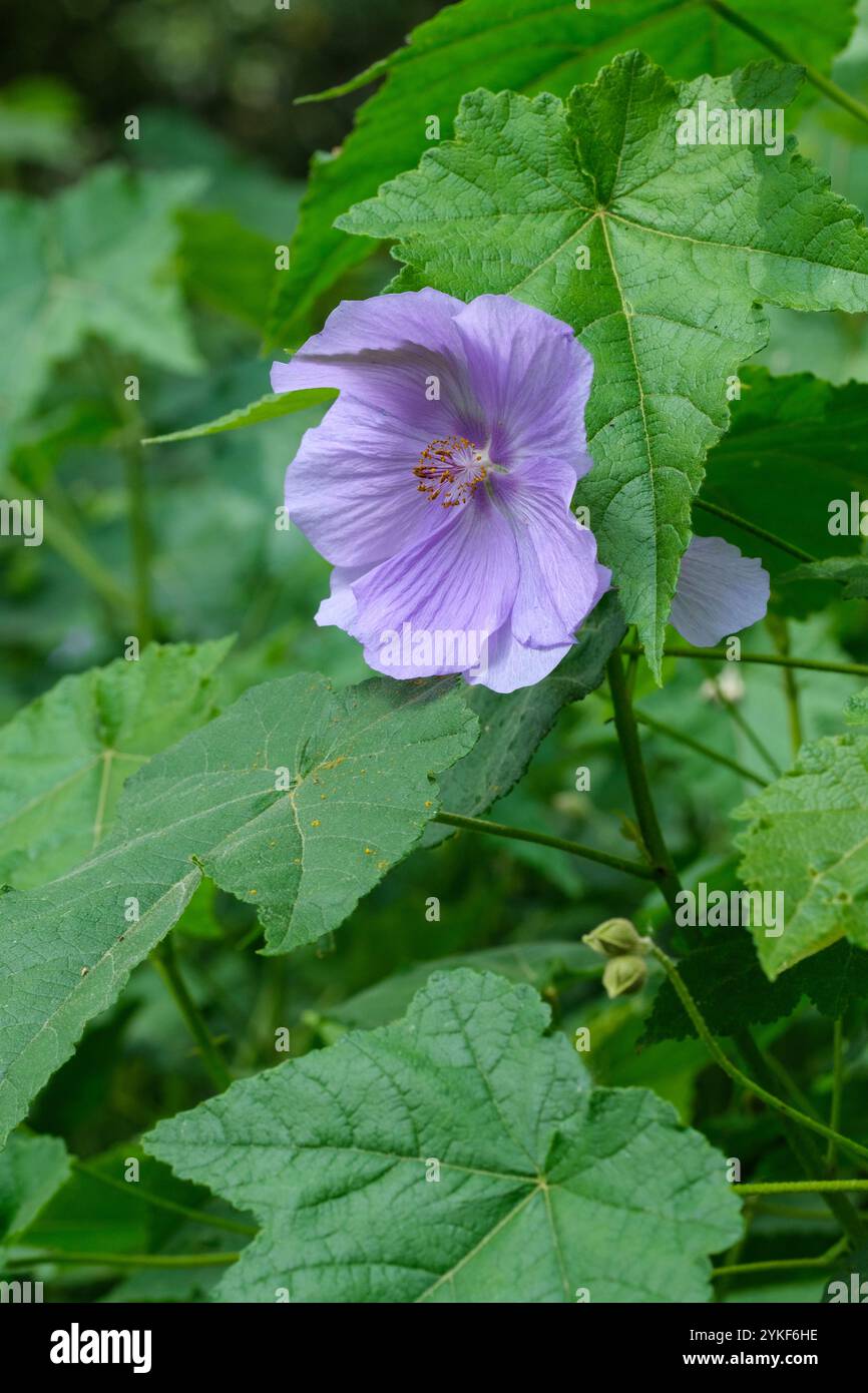 Corynabutilon suntense, abutilon ibrido, Abutilon x suntense, malva di Gorer, malva, fiori con spicchi di stami arancioni. Foto Stock