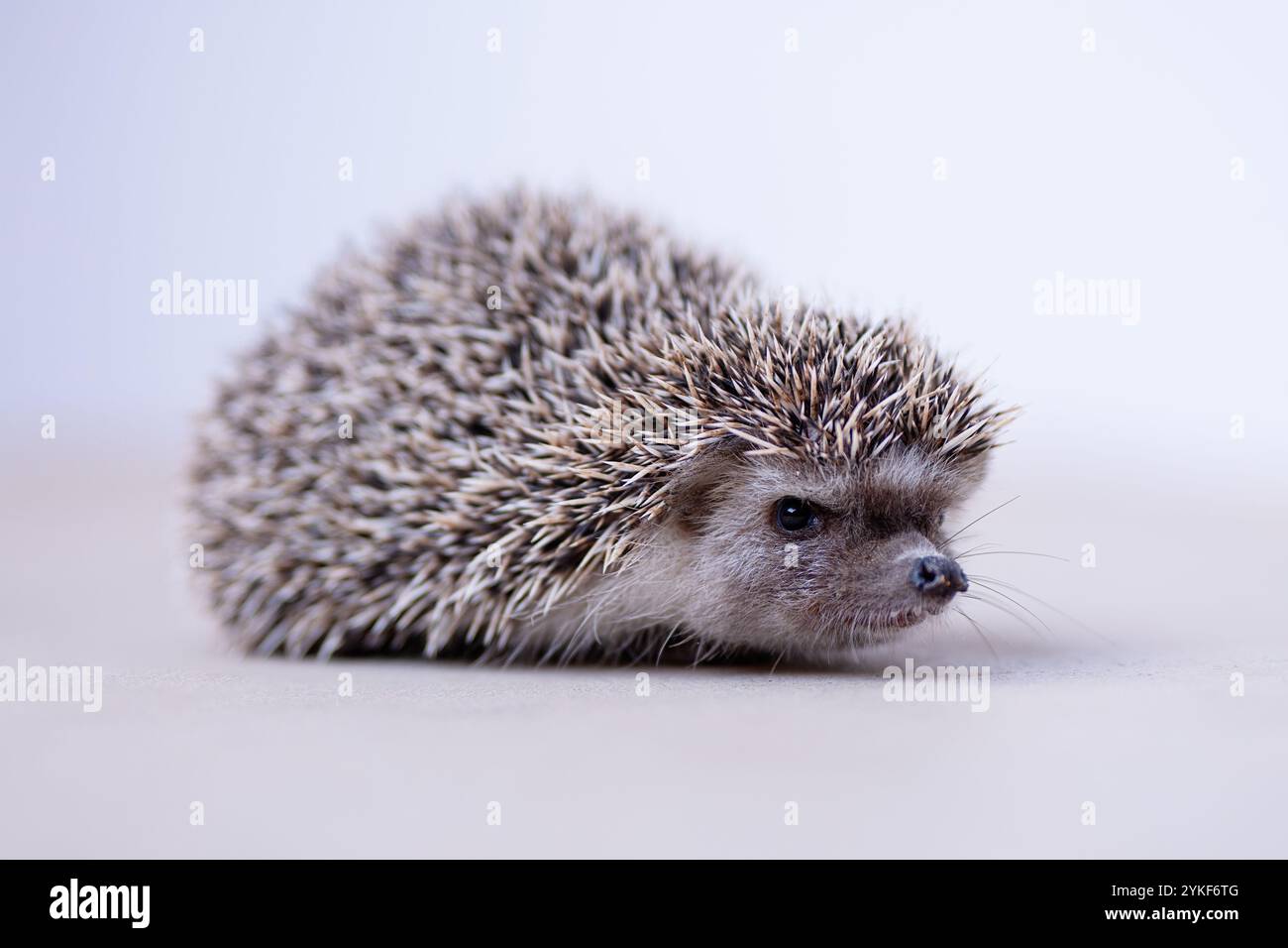 Un'immagine ravvicinata che cattura un piccolo riccio su uno sfondo morbido e neutro le spine dettagliate del riccio, gli occhi curiosi e il naso minuscolo sono cle Foto Stock