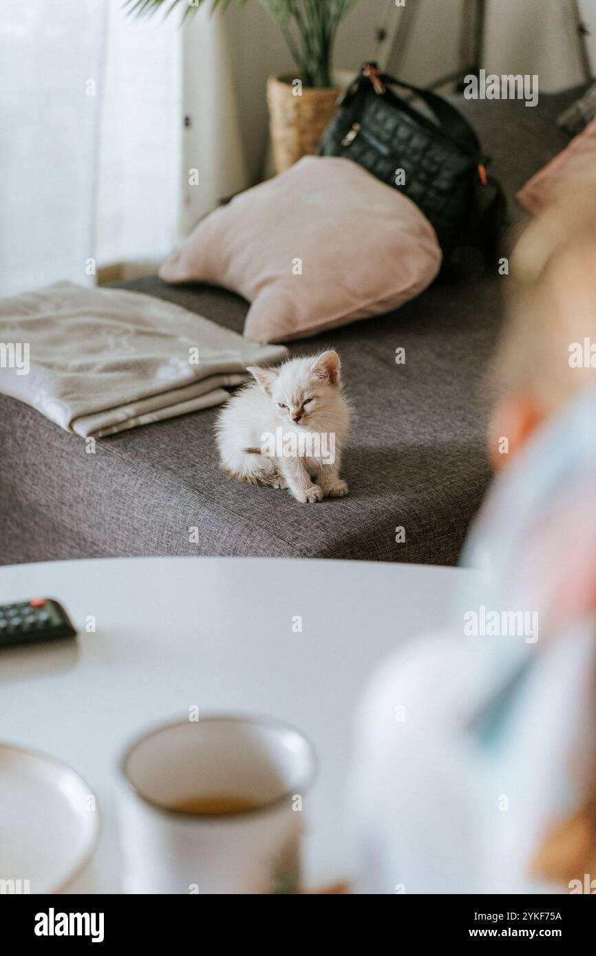 Un'immagine serena di un morbido gattino bianco con uno sguardo morbido, comodamente appoggiato su un divano grigio adornato con tessuti accoglienti e un cuscino, creando un Foto Stock