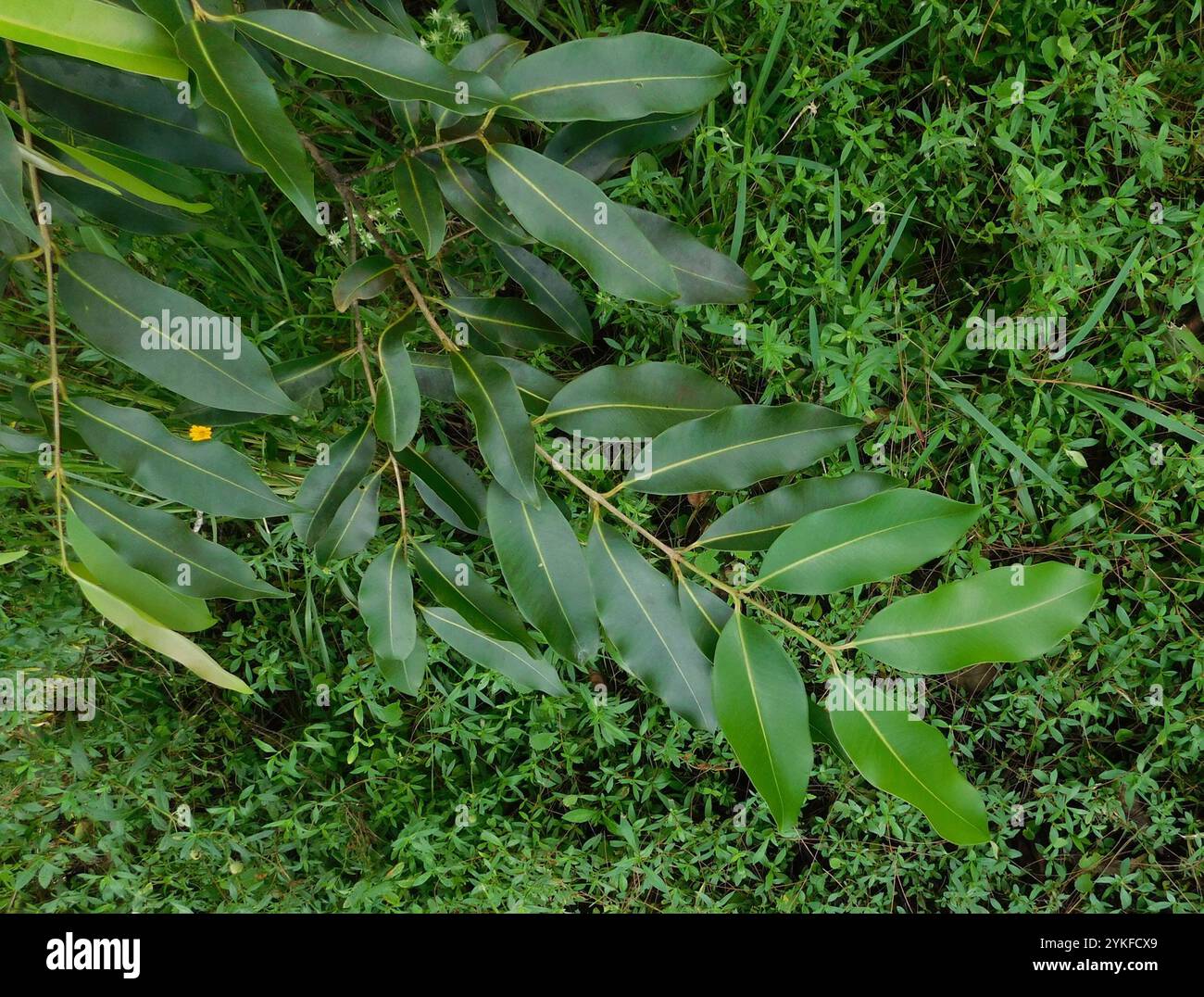 Prugna di Giava (Syzygium cumini) Foto Stock