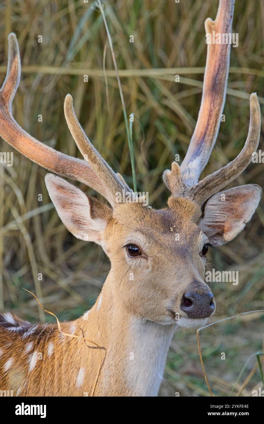 Chital, cervo maculato (asse dell'asse), maschio in velluto, in piedi molto vicino, Jim Corbett National Park, Uttarakhand, India. Foto Stock