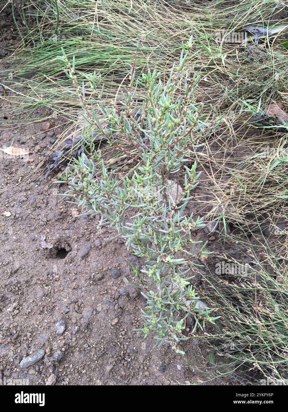 Alghe erbacee (Suaeda maritima) Foto Stock