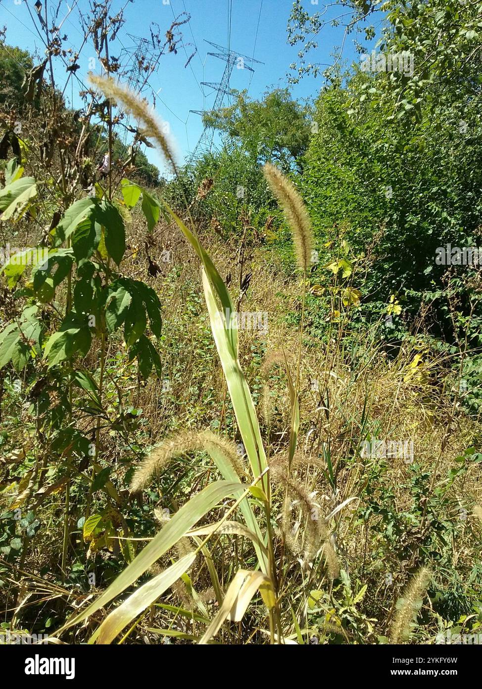 Coda di volpe gigante (Setaria faberi) Foto Stock