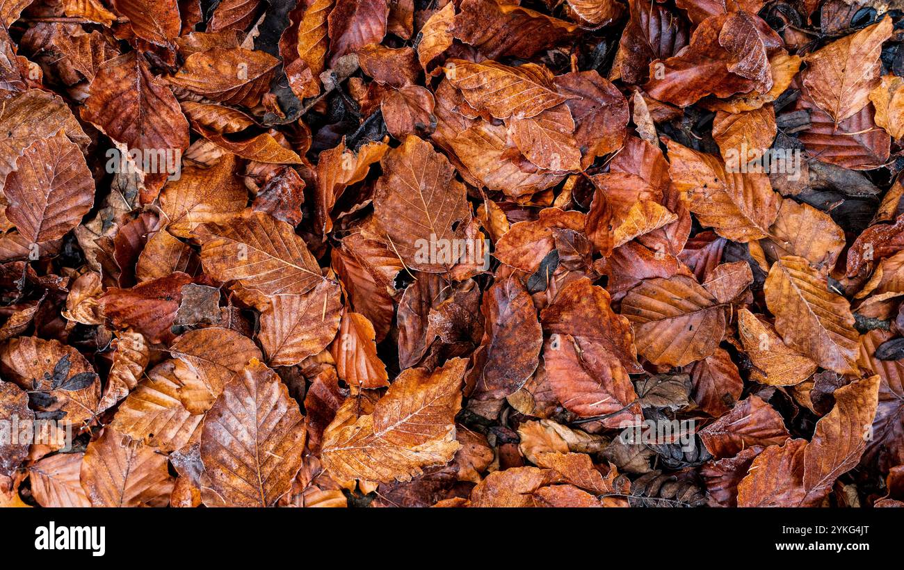 Foglie di siepe di faggio nei colori autunnali sul terreno Foto Stock