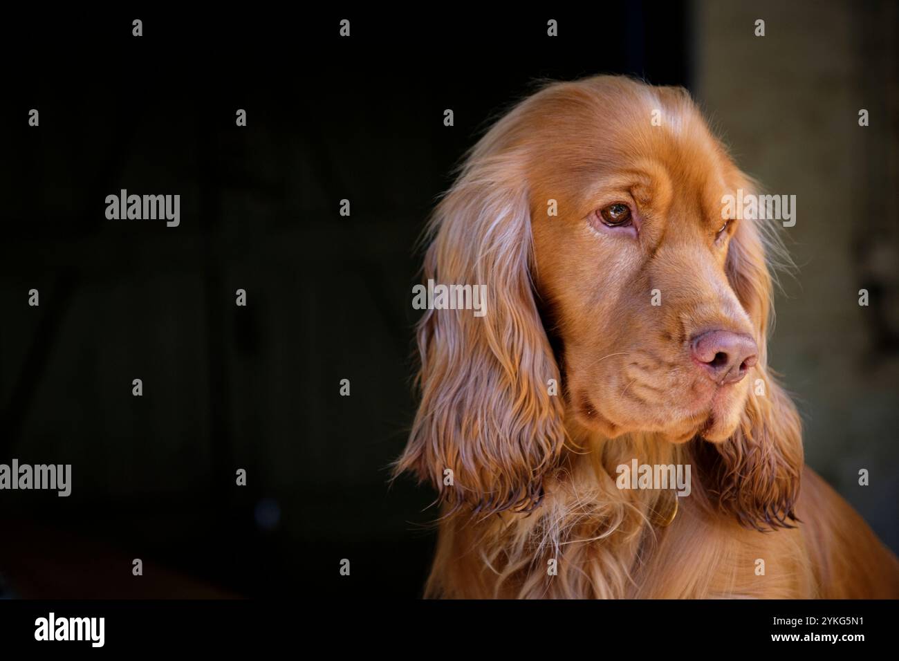 Un cocker spaniel inglese con spettacolo rosso che sembra abbandonato. Foto Stock