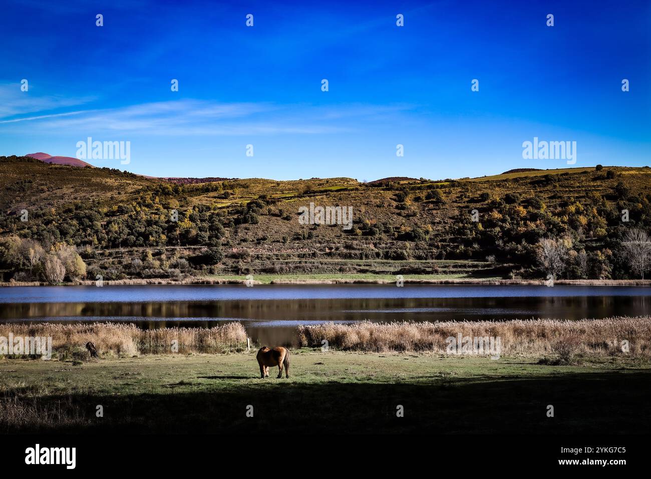 Tranquillo rifugio sul lago con cavallo solitario Foto Stock