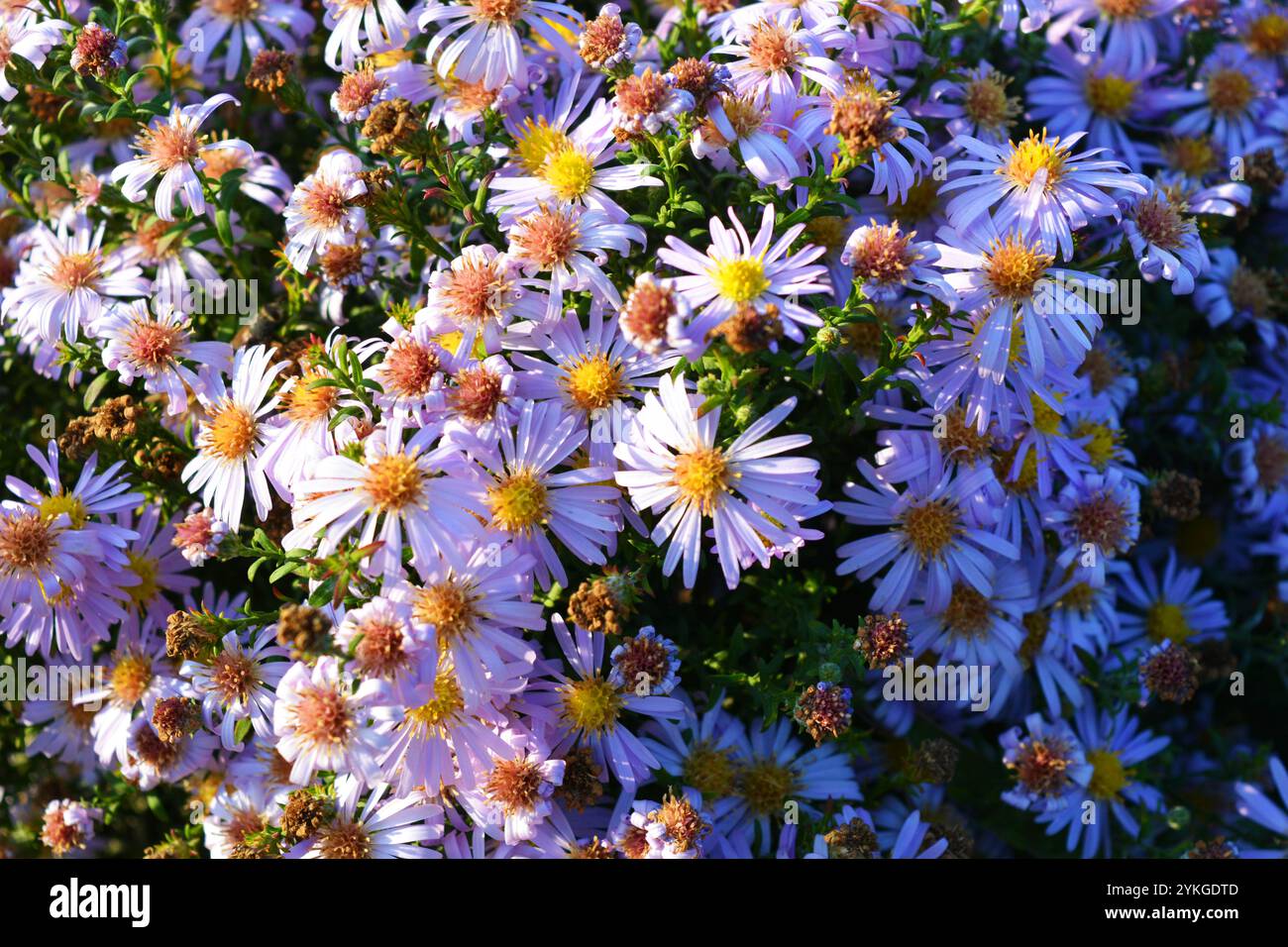 Bellissimi cespugli di fiori viola, arene che crescono in cespugli alla luce diretta del sole. Foto Stock