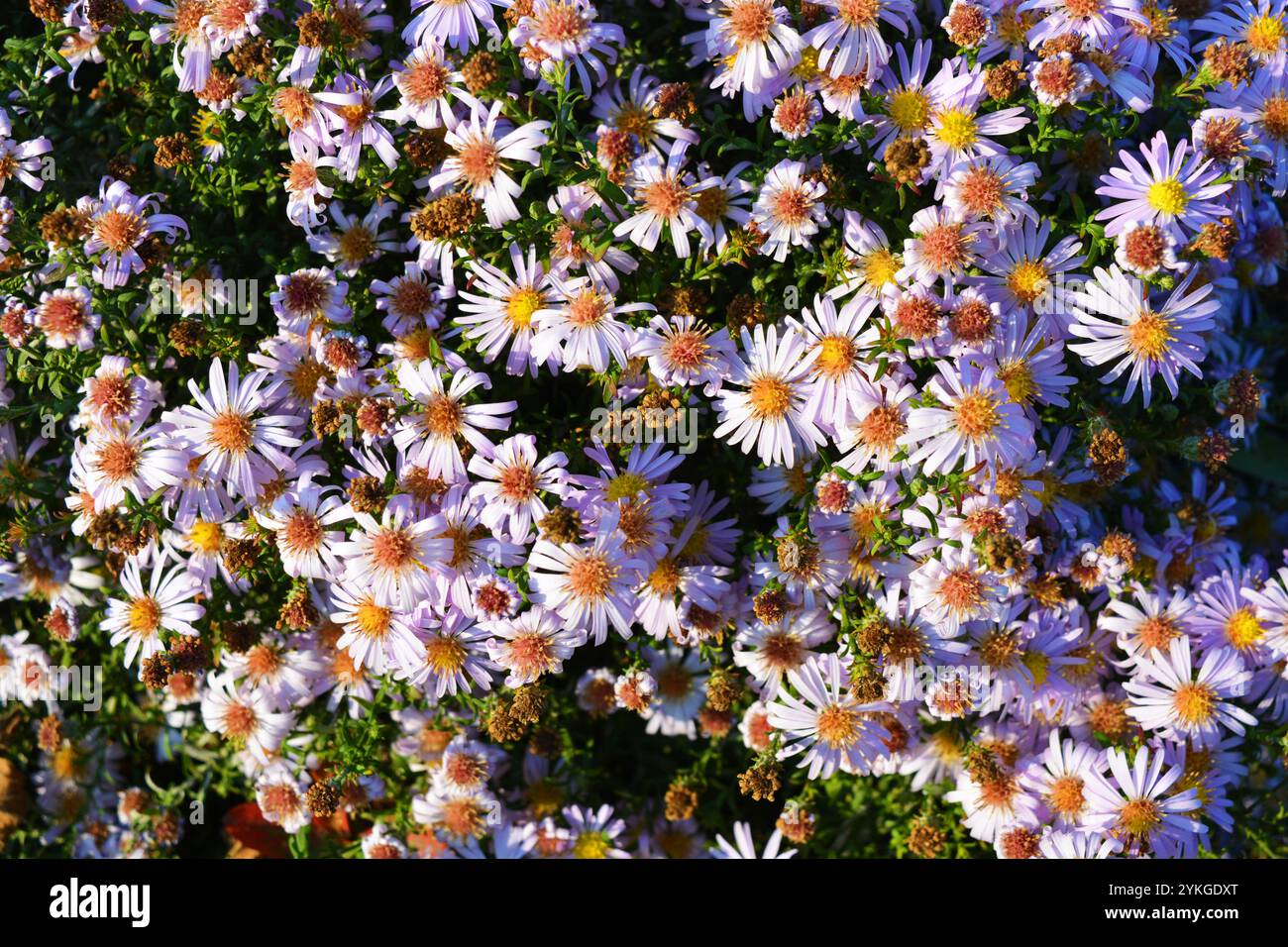 Bellissimi cespugli di fiori viola, arene che crescono in cespugli alla luce diretta del sole. Foto Stock