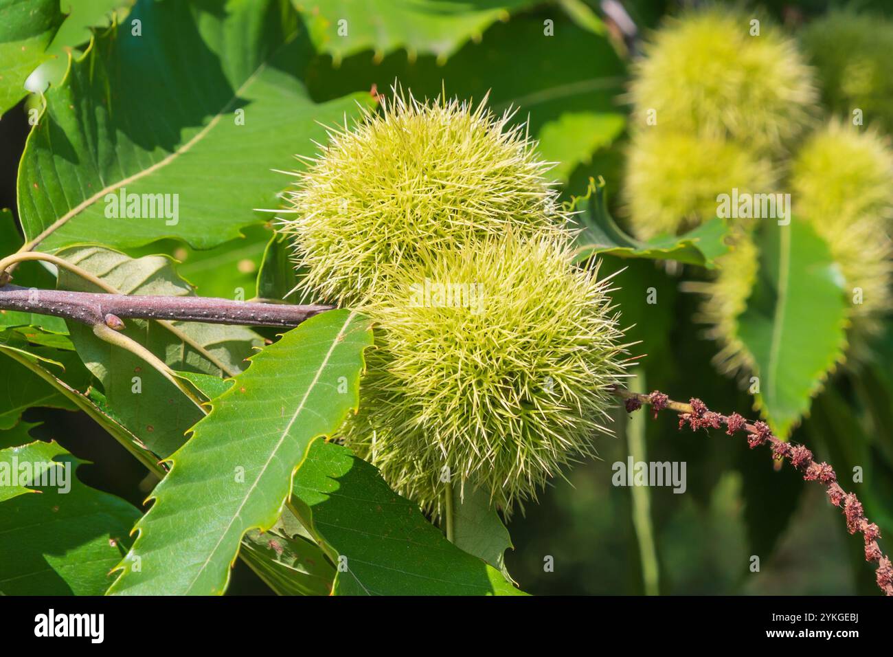 Frutta dolce di castagne. Castanea sativa. La castagna spagnola. Albero della famiglia Fagaceae. Foto Stock