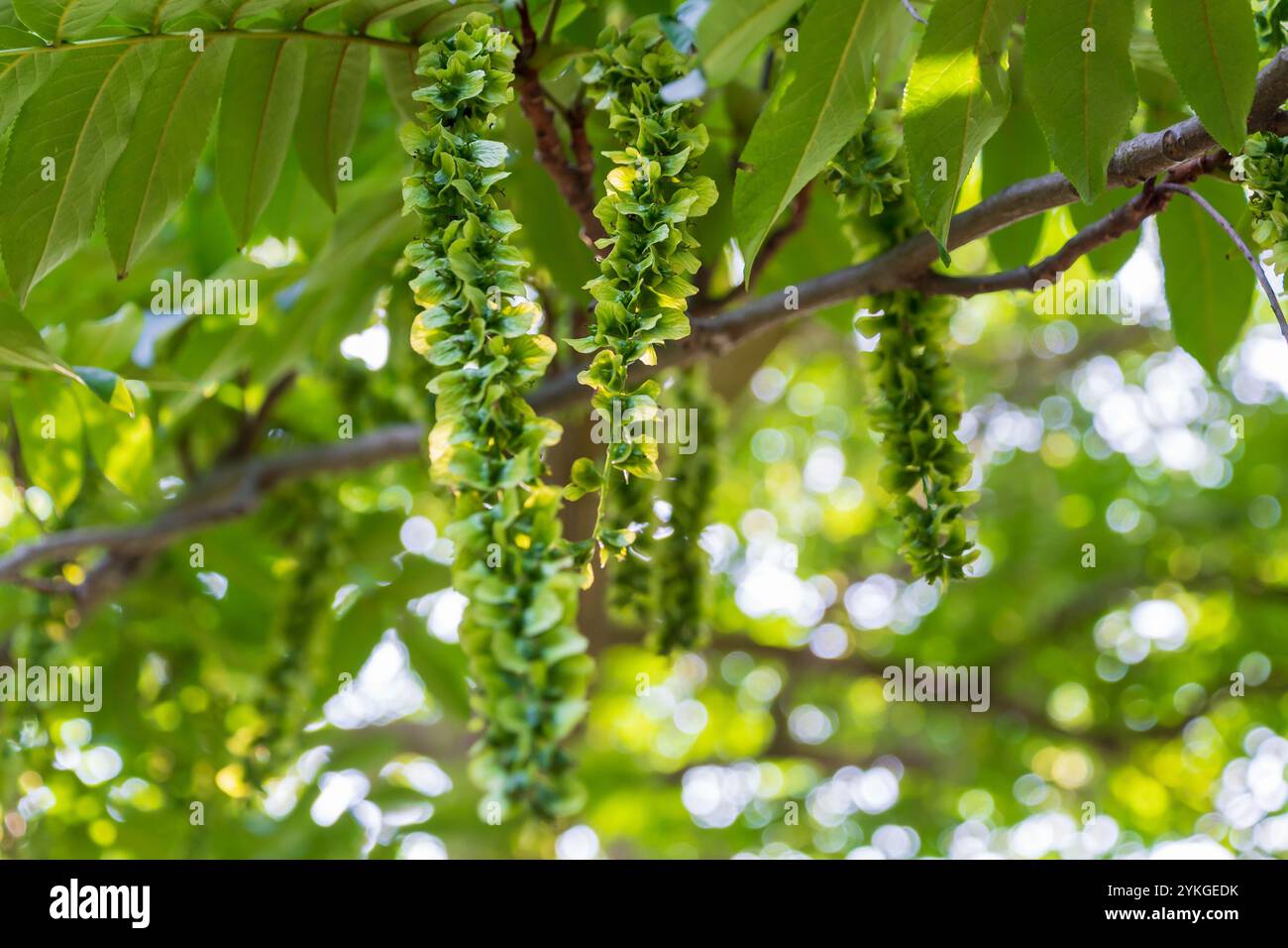 Frutti caratteristici di vinaccia caucasica, primo piano. Pterocarya fraxinifolia. Noce caucasica. Albero della famiglia delle Juglandaceae. Foto Stock
