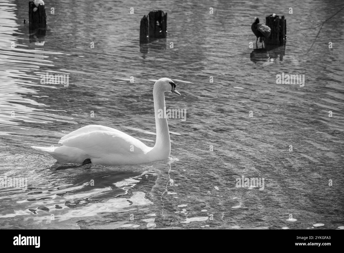 Bellissimo cigno bianco che prende il sole nel lago di Dobbiaco ancora ghiacciato nelle splendide Dolomiti Foto Stock