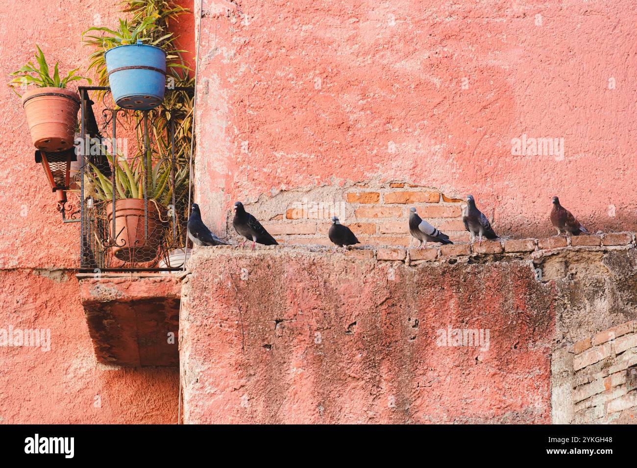 Piccioni della città arroccati su una sporgenza di pietra lungo un muro rosso intemprato a Guanajuato, Messico. Foto Stock