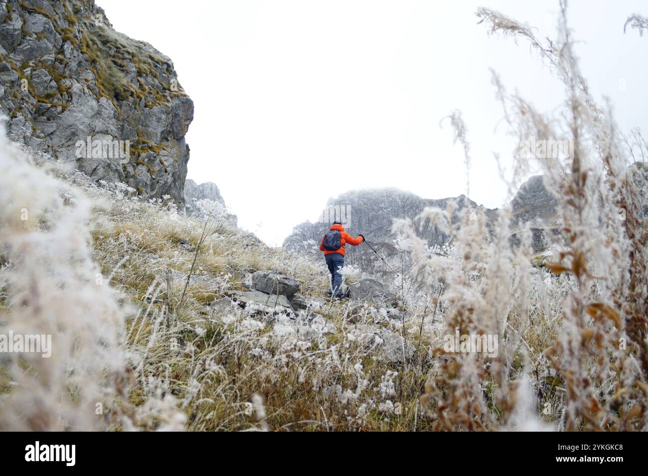 Un turista con uno zaino e pali da trekking sale in cima lungo un pendio di montagna con piante ricoperte di gelo. Un uomo cammina a Prokletije, Montenegro Foto Stock